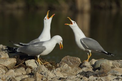 Yellow-legged Gull