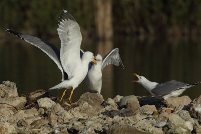 Yellow-legged Gull