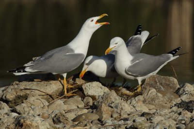 Yellow-legged Gull