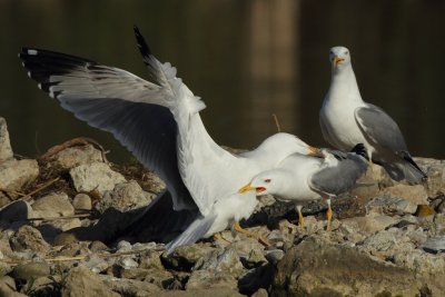 Yellow-legged Gull