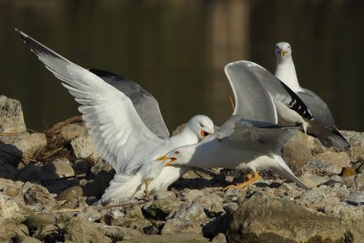 Yellow-legged Gull - Fighting