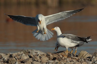 Yellow-legged Gull