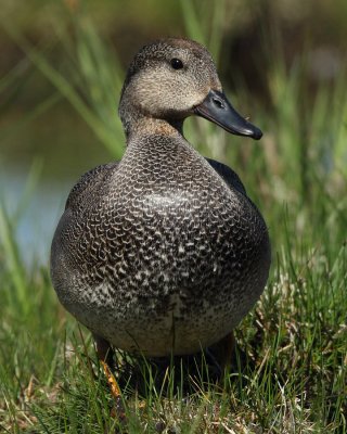 Gadwall, male