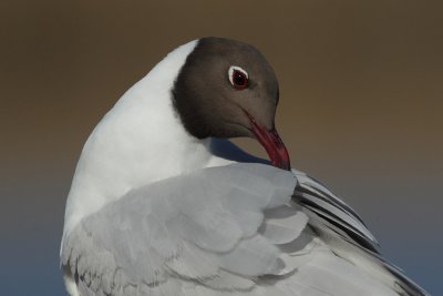 Black-Headed Gull - Preening