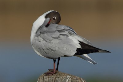 Black-headed Gull