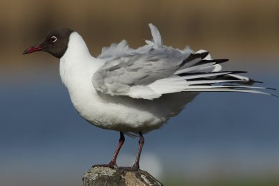 Black-headed Gull