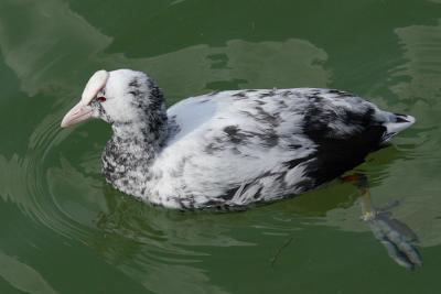 Leucistic Coot