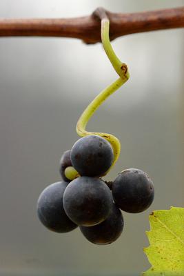 IMG_7710.JPG