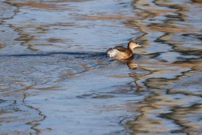 Little grebe