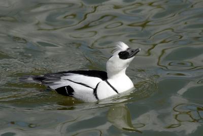 Smew