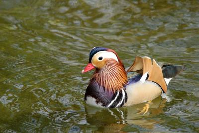 Mandarin Duck