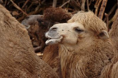 Camel