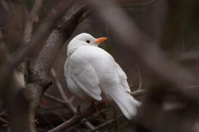 White Blackbird (leucistic)