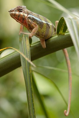 060507_ZooZH_048.JPG