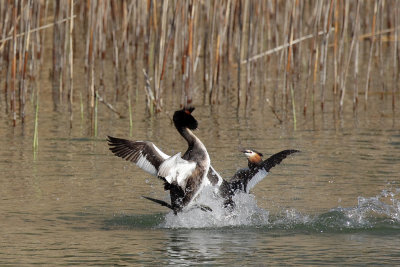 Great Crested Grebe