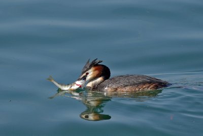 Great crested grebe, with fish