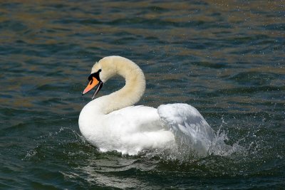 Mute Swan - Bathing