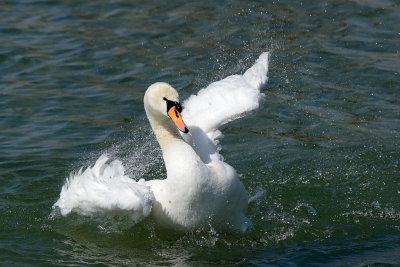 Mute Swan - Bathing