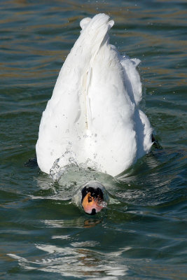 Mute Swan - Bathing