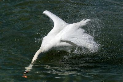 Mute Swan - Bathing