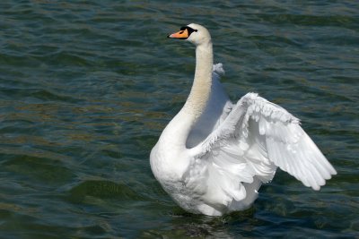 Mute Swan - Bathing
