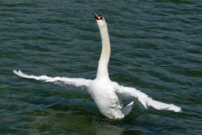 Mute Swan - Bathing