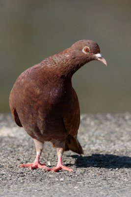 Feral Pigeon