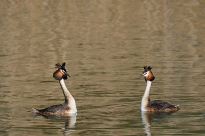Great Crested Grebe