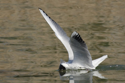 Black-headed gull