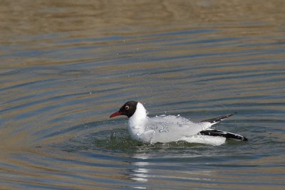 Black-headed gull