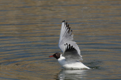 Black-headed gull