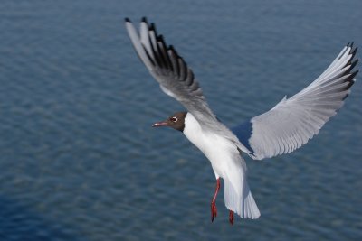 Black-headed gull