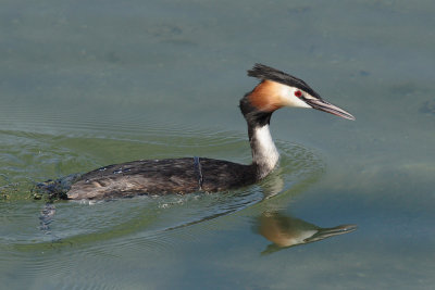 Great Crested Grebe
