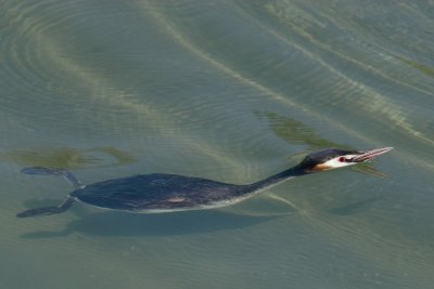 Great crested grebe, breaking the surface