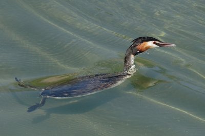 Great crested grebe, emerging
