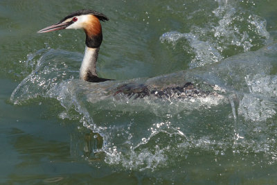 Great Crested Grebe