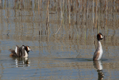 Great Crested Grebe