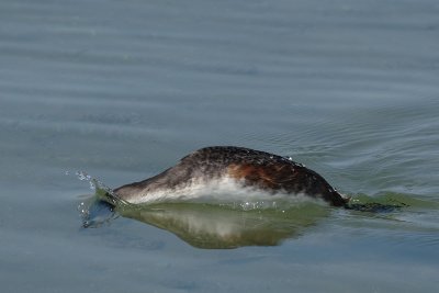 Great crested grebe, diving