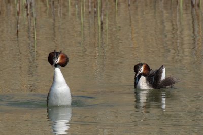 Great Crested Grebe