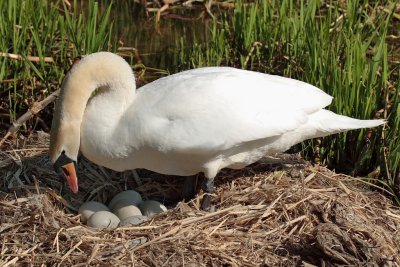 Mute Swan