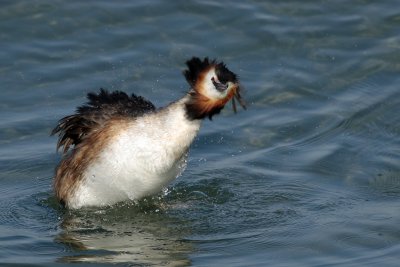 Great crested grebe, grooming