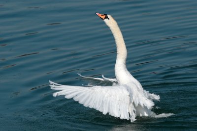 Mute Swan - Bathing