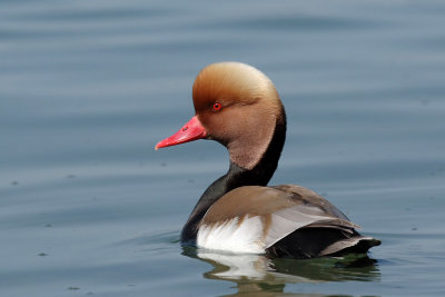 Red-crested Pochard, male