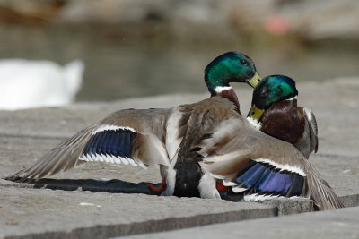 Mallard - Fighting