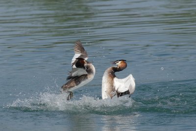 Great Crested Grebe