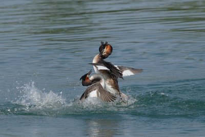 Great Crested Grebe