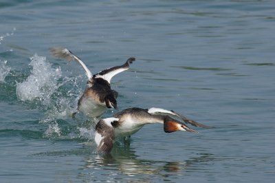 Great Crested Grebe