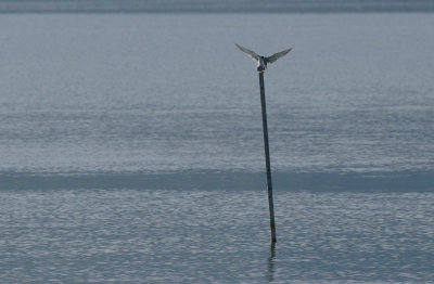 Common Tern