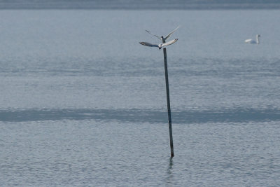 Common Tern