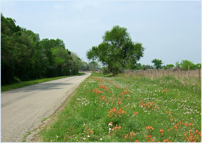 buller road